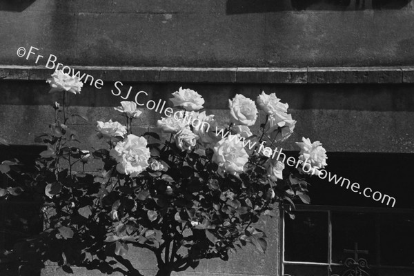 ROSES IN BLACKROCK CONVENT